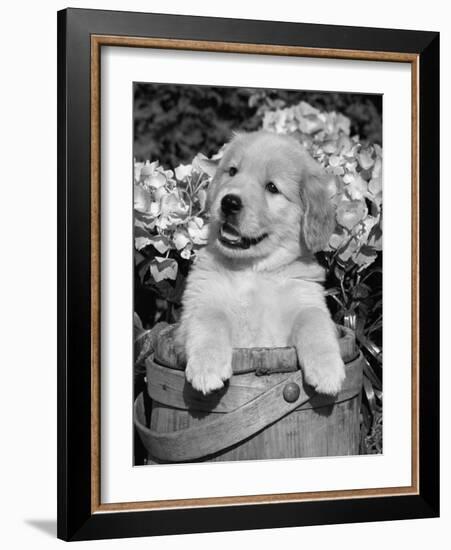 Golden Retriever Puppy in Bucket (Canis Familiaris) Illinois, USA-Lynn M. Stone-Framed Photographic Print