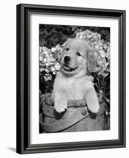 Golden Retriever Puppy in Bucket (Canis Familiaris) Illinois, USA-Lynn M. Stone-Framed Photographic Print