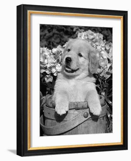 Golden Retriever Puppy in Bucket (Canis Familiaris) Illinois, USA-Lynn M. Stone-Framed Photographic Print