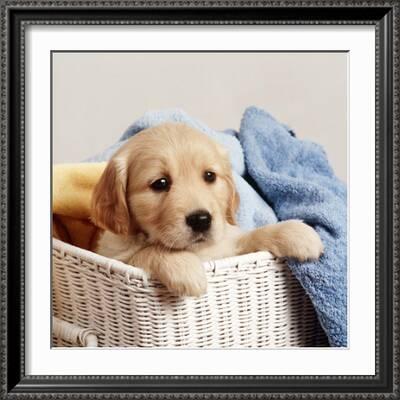 Golden Retriever puppy print by Maxim Images