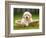 Golden Retriever Puppy in Pet Bed-Jim Craigmyle-Framed Photographic Print