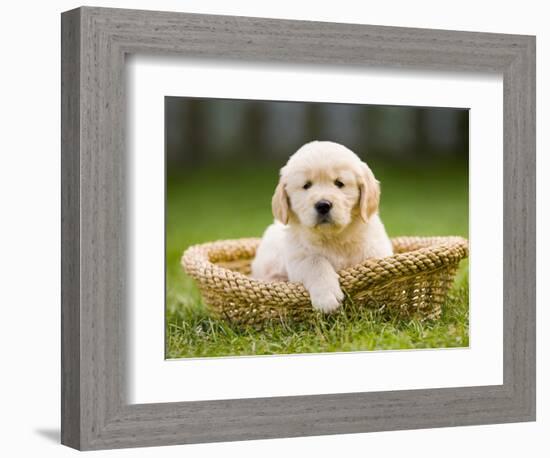 Golden Retriever Puppy in Pet Bed-Jim Craigmyle-Framed Photographic Print