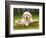 Golden Retriever Puppy in Pet Bed-Jim Craigmyle-Framed Photographic Print