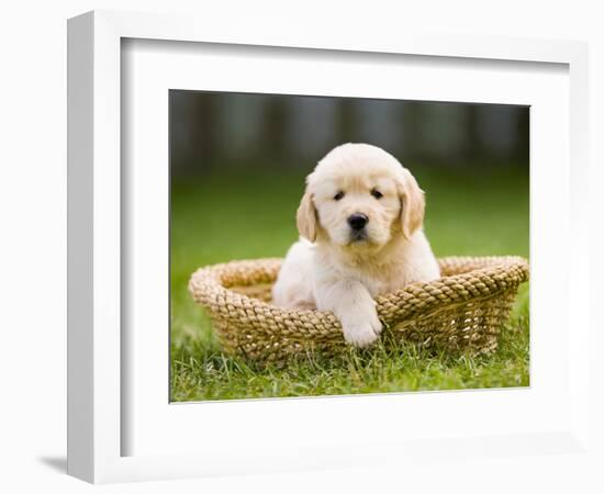 Golden Retriever Puppy in Pet Bed-Jim Craigmyle-Framed Photographic Print