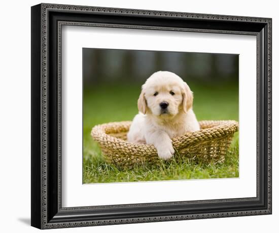 Golden Retriever Puppy in Pet Bed-Jim Craigmyle-Framed Photographic Print