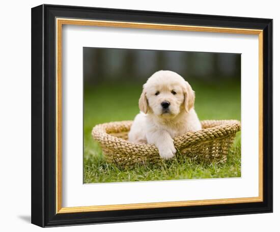 Golden Retriever Puppy in Pet Bed-Jim Craigmyle-Framed Photographic Print