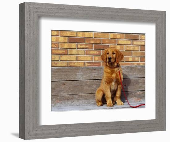 Golden Retriever Puppy on Leash-Chase Swift-Framed Photographic Print