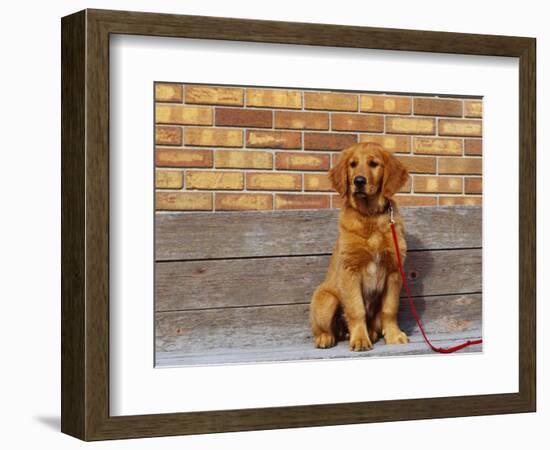 Golden Retriever Puppy on Leash-Chase Swift-Framed Photographic Print