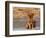 Golden Retriever Puppy on Leash-Chase Swift-Framed Photographic Print