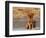 Golden Retriever Puppy on Leash-Chase Swift-Framed Photographic Print