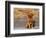 Golden Retriever Puppy on Leash-Chase Swift-Framed Photographic Print