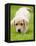 Golden Retriever Puppy Playing Outdoors-Jim Craigmyle-Framed Premier Image Canvas