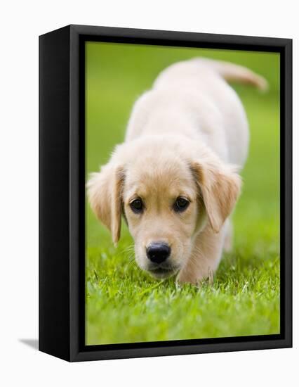 Golden Retriever Puppy Playing Outdoors-Jim Craigmyle-Framed Premier Image Canvas