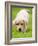 Golden Retriever Puppy Playing Outdoors-Jim Craigmyle-Framed Photographic Print