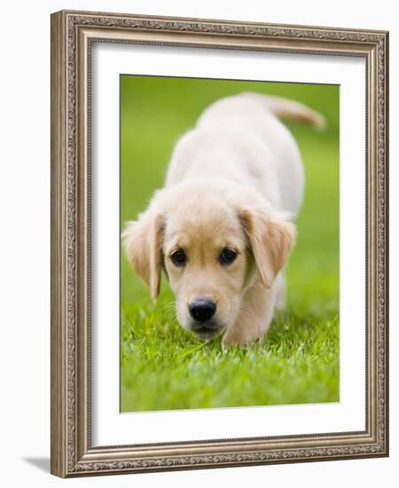 Golden Retriever Puppy Playing Outdoors-Jim Craigmyle-Framed Photographic Print