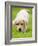 Golden Retriever Puppy Playing Outdoors-Jim Craigmyle-Framed Photographic Print