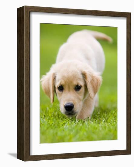 Golden Retriever Puppy Playing Outdoors-Jim Craigmyle-Framed Photographic Print