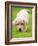 Golden Retriever Puppy Playing Outdoors-Jim Craigmyle-Framed Photographic Print