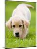 Golden Retriever Puppy Playing Outdoors-Jim Craigmyle-Mounted Photographic Print