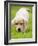 Golden Retriever Puppy Playing Outdoors-Jim Craigmyle-Framed Photographic Print