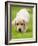 Golden Retriever Puppy Playing Outdoors-Jim Craigmyle-Framed Photographic Print