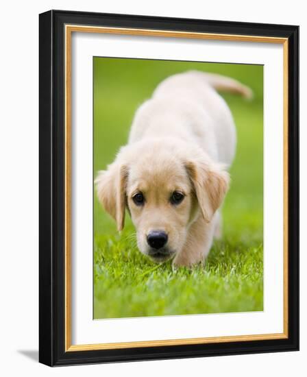 Golden Retriever Puppy Playing Outdoors-Jim Craigmyle-Framed Photographic Print