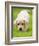 Golden Retriever Puppy Playing Outdoors-Jim Craigmyle-Framed Photographic Print