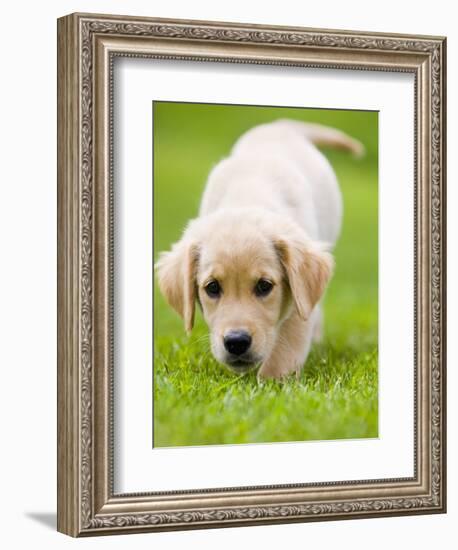 Golden Retriever Puppy Playing Outdoors-Jim Craigmyle-Framed Photographic Print