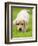 Golden Retriever Puppy Playing Outdoors-Jim Craigmyle-Framed Photographic Print