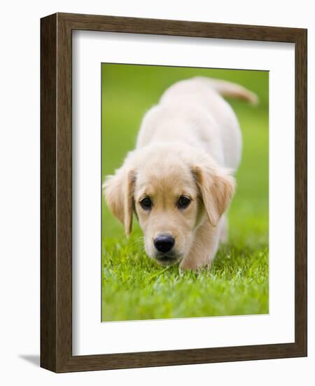 Golden Retriever Puppy Playing Outdoors-Jim Craigmyle-Framed Photographic Print