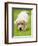 Golden Retriever Puppy Playing Outdoors-Jim Craigmyle-Framed Photographic Print