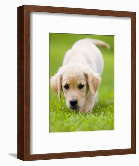Golden Retriever Puppy Playing Outdoors-Jim Craigmyle-Framed Photographic Print
