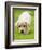 Golden Retriever Puppy Playing Outdoors-Jim Craigmyle-Framed Photographic Print