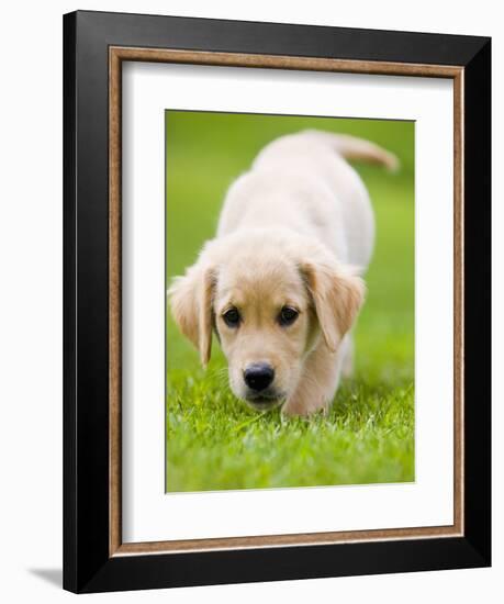 Golden Retriever Puppy Playing Outdoors-Jim Craigmyle-Framed Photographic Print