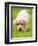 Golden Retriever Puppy Playing Outdoors-Jim Craigmyle-Framed Photographic Print