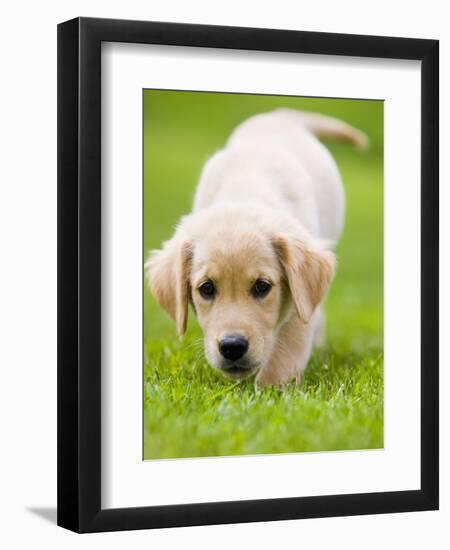 Golden Retriever Puppy Playing Outdoors-Jim Craigmyle-Framed Photographic Print