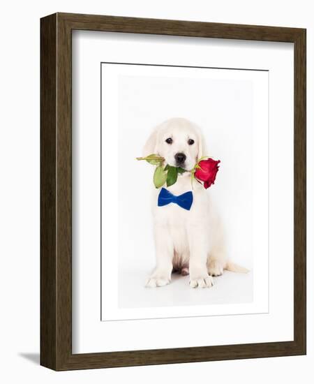 Golden Retriever Puppy & Rose-null-Framed Art Print