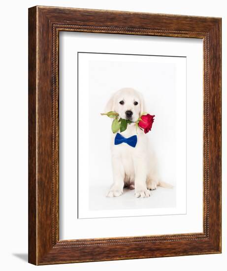 Golden Retriever Puppy & Rose-null-Framed Art Print