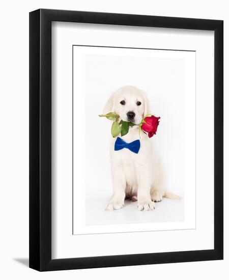 Golden Retriever Puppy & Rose--Framed Art Print