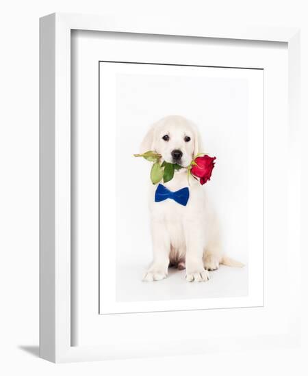 Golden Retriever Puppy & Rose-null-Framed Art Print