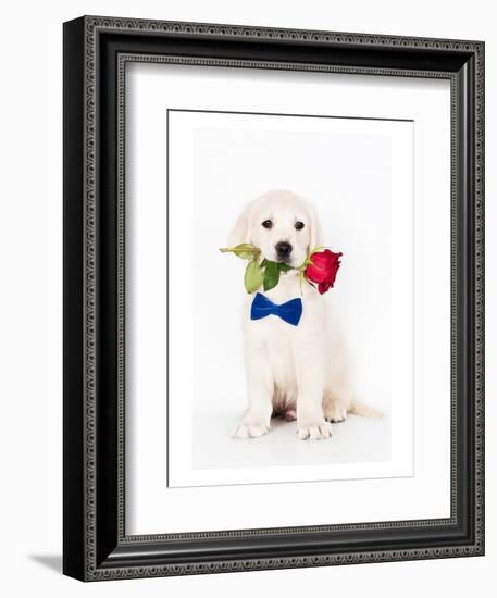 Golden Retriever Puppy & Rose-null-Framed Art Print