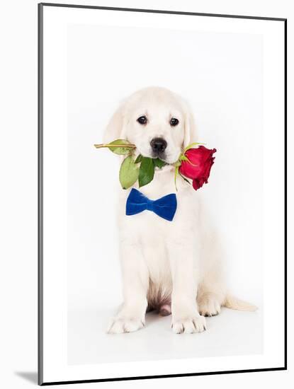 Golden Retriever Puppy & Rose-null-Mounted Art Print
