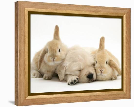 Golden Retriever Puppy Sleeping Between Two Young Sandy Lop Rabbits-Jane Burton-Framed Premier Image Canvas