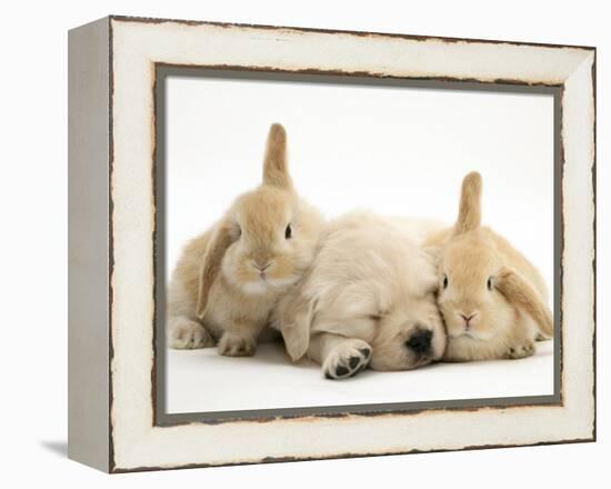 Golden Retriever Puppy Sleeping Between Two Young Sandy Lop Rabbits-Jane Burton-Framed Premier Image Canvas