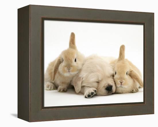 Golden Retriever Puppy Sleeping Between Two Young Sandy Lop Rabbits-Jane Burton-Framed Premier Image Canvas