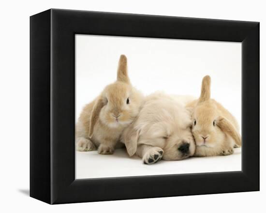 Golden Retriever Puppy Sleeping Between Two Young Sandy Lop Rabbits-Jane Burton-Framed Premier Image Canvas