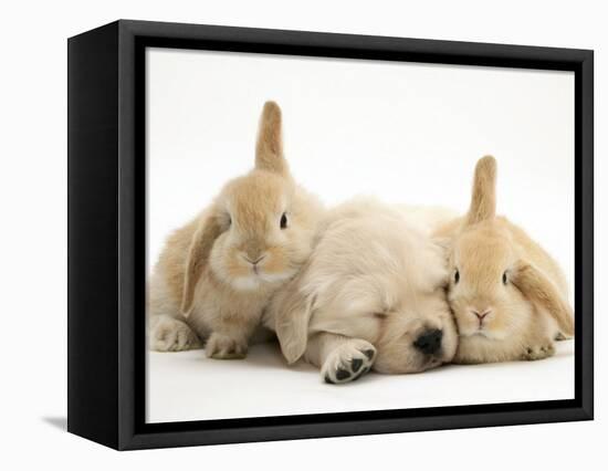 Golden Retriever Puppy Sleeping Between Two Young Sandy Lop Rabbits-Jane Burton-Framed Premier Image Canvas