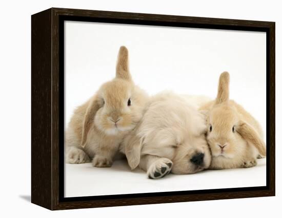 Golden Retriever Puppy Sleeping Between Two Young Sandy Lop Rabbits-Jane Burton-Framed Premier Image Canvas