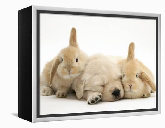 Golden Retriever Puppy Sleeping Between Two Young Sandy Lop Rabbits-Jane Burton-Framed Premier Image Canvas