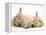 Golden Retriever Puppy Sleeping Between Two Young Sandy Lop Rabbits-Jane Burton-Framed Premier Image Canvas